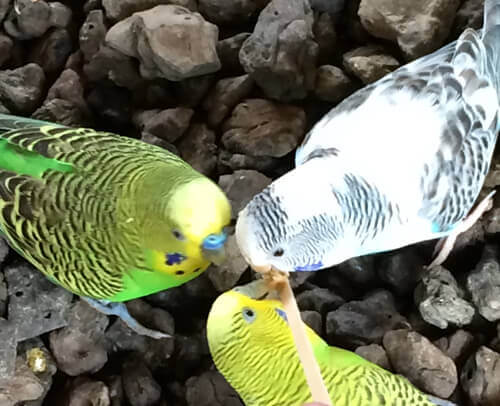 parakeets