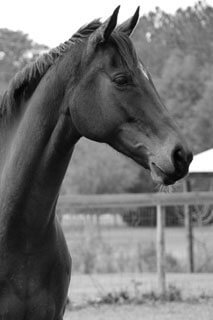 Black and White Horse photo