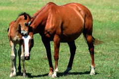 Horse and Foal