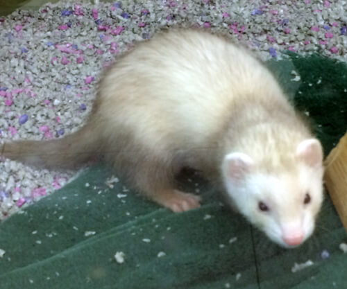 ferret