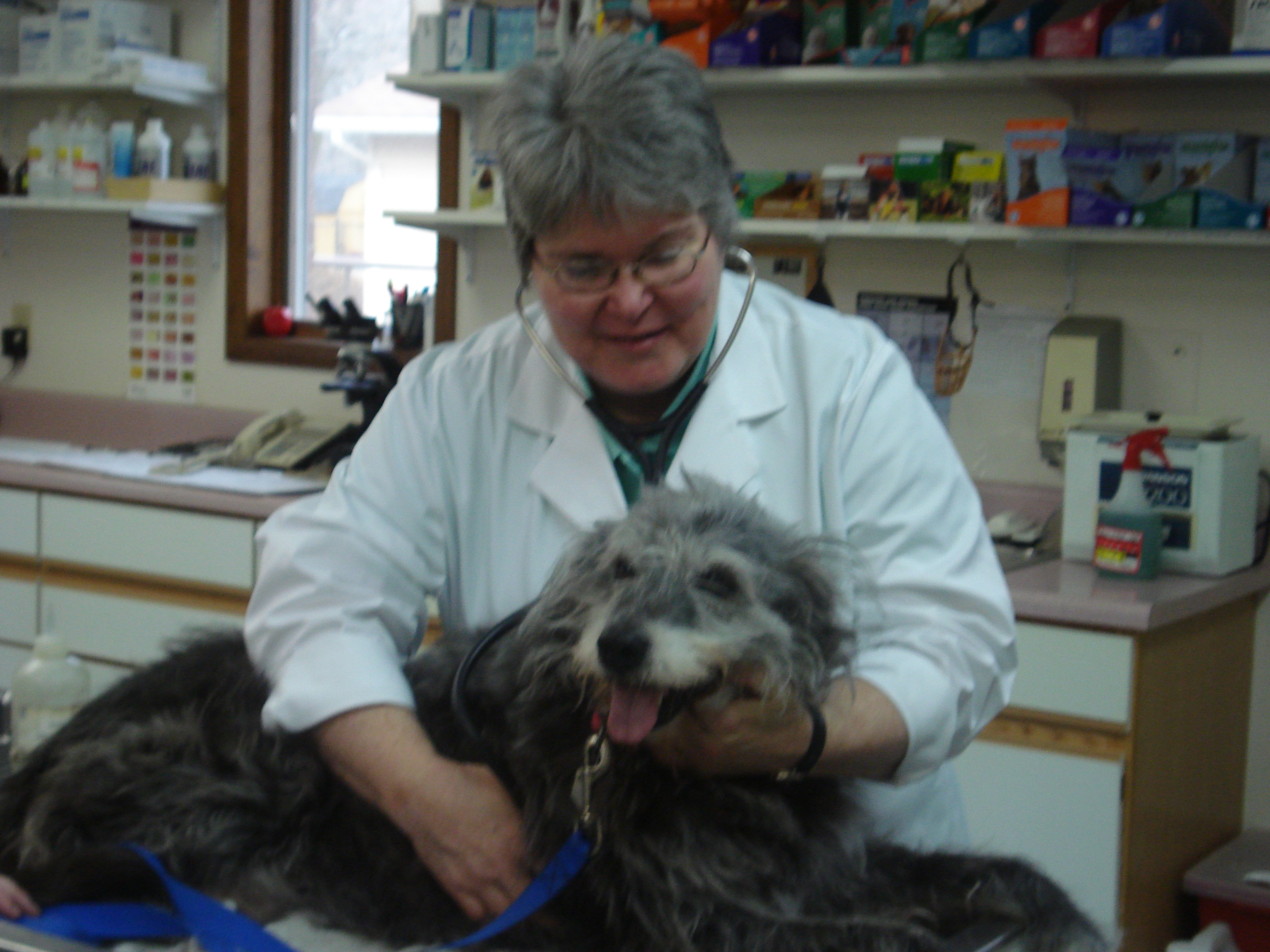 dog getting an exam