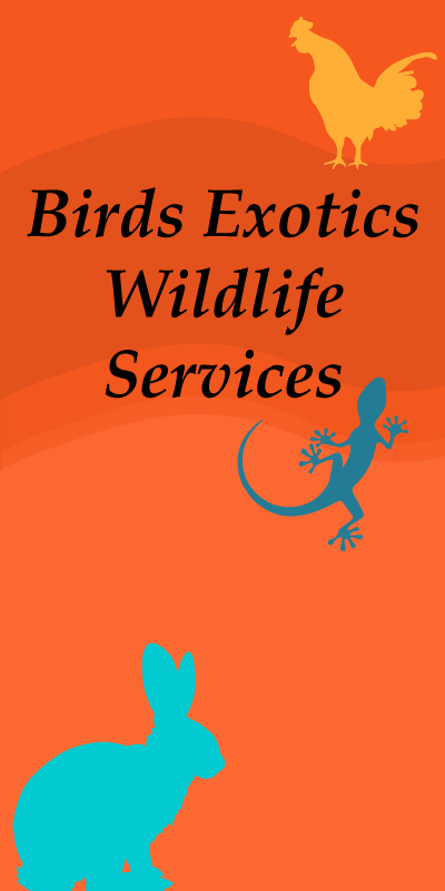 Birds Exotics and Wildlife Services