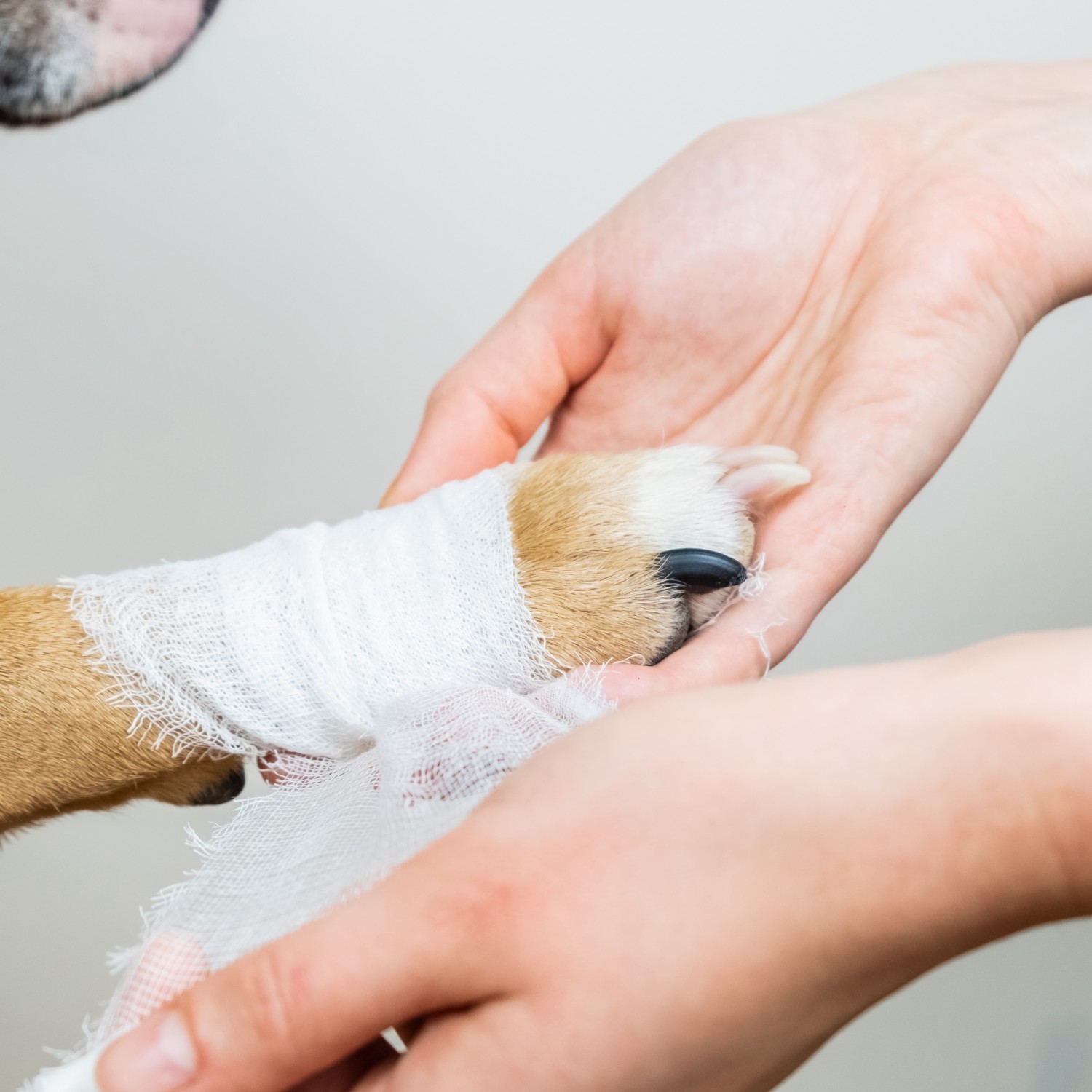 Staff Bandaging Dogs Paw