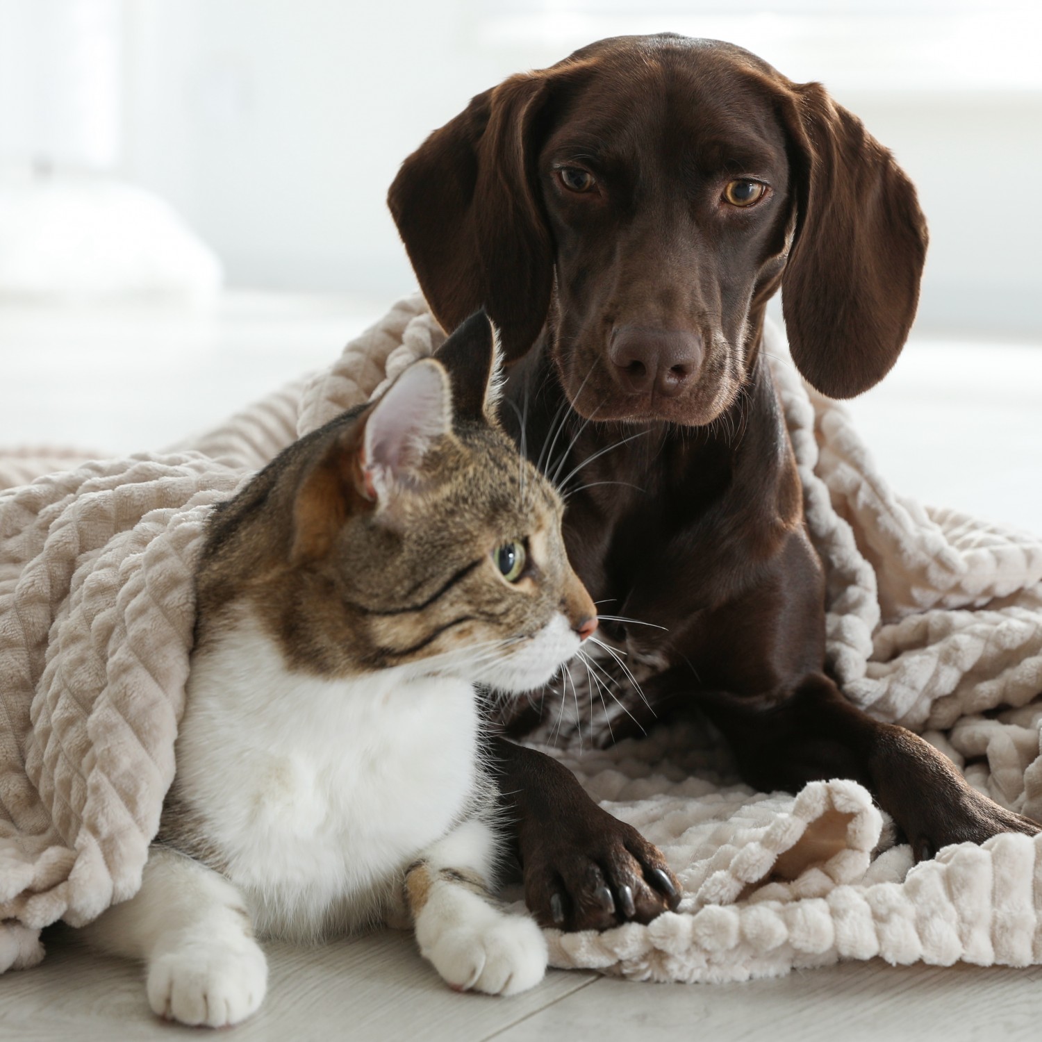 Dog & Cat Cuddling Under Blanket
