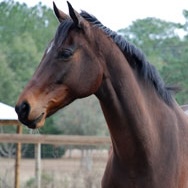 Brown Horse Brown Horse