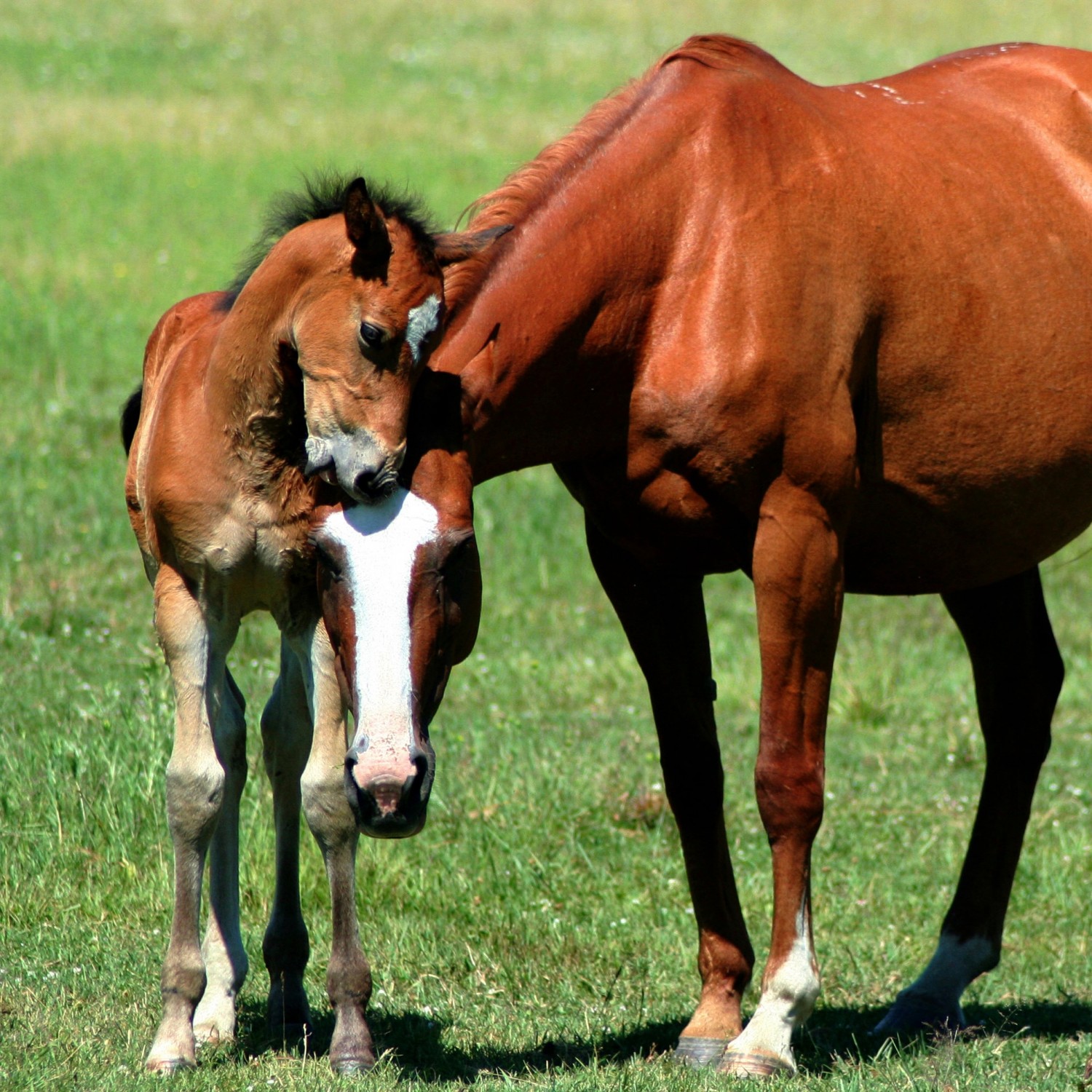 Horse and Foal