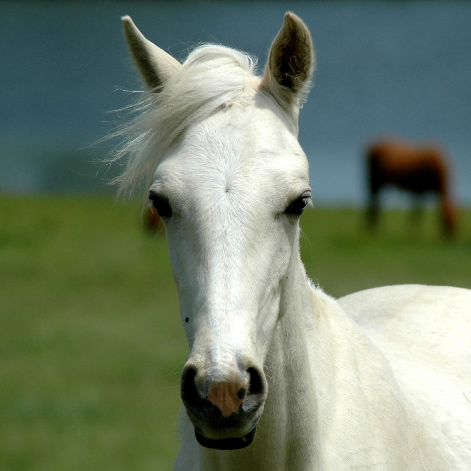 Horse in Field