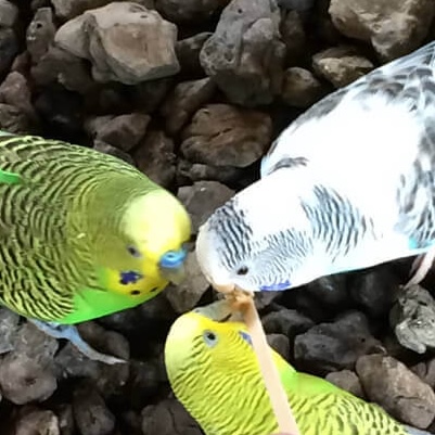 parakeets