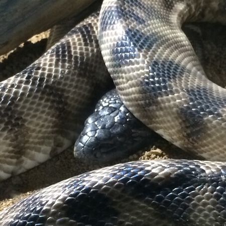 snake