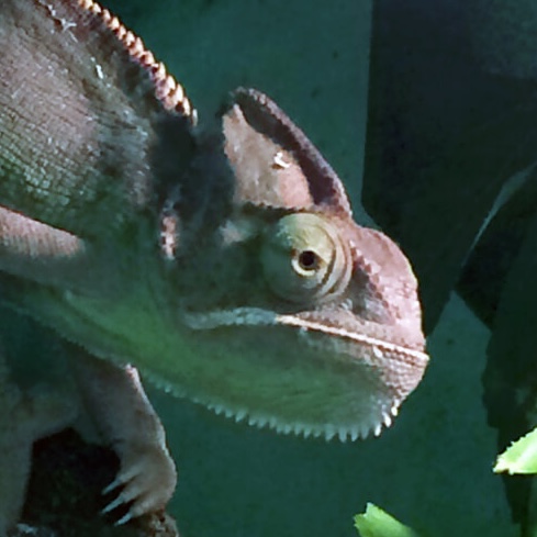 Reptile