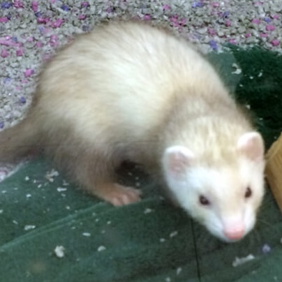 ferret