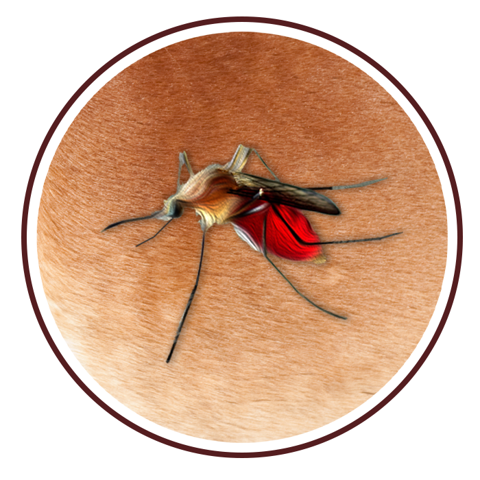 West Nile Virus - Mosquito on Horse